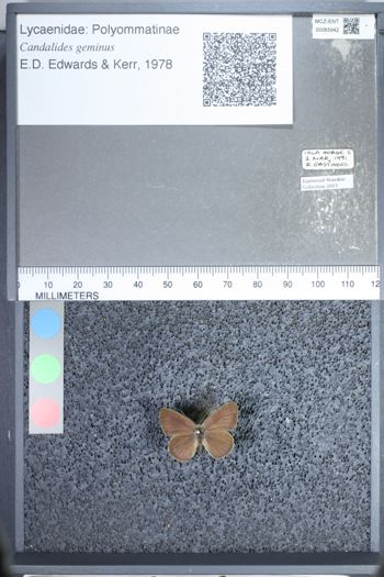 Media type: image;   Entomology 65942